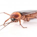 Matar baratas com chinelada pode ser um erro fatal para sua saúde