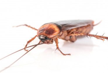 Matar baratas com chinelada pode ser um erro fatal para sua saúde