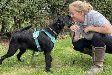 Tutora pede para veterinário matar cachorro por ele latir de mais