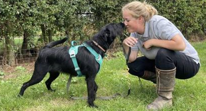 Tutora pede para veterinário matar cachorro por ele latir de mais 