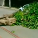 Vídeo: Árvore caí em cima de motoqueiro devido a fortes ventos em Fortaleza
