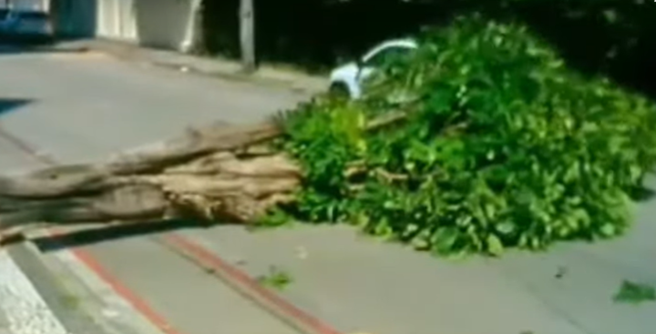 Vídeo: Árvore caí em cima de motoqueiro devido a fortes ventos em Fortaleza