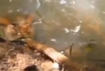 Vídeo: Homem pensa que sucuri está morta e é atacado pelo réptil ao mexer com galho
