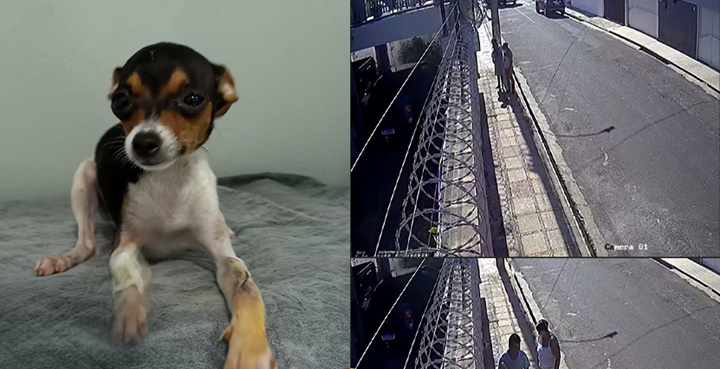 Cachorra deficiente é furtada da porta de casa por ação criminosa em Teresina