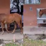 Vídeo: Cavalo é flagrado bebendo água de bebedouro da UFPI em Teresina