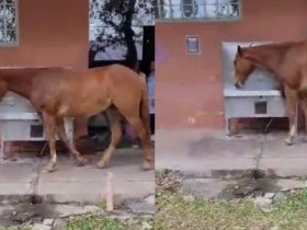 Vídeo: Cavalo é flagrado bebendo água de bebedouro da UFPI em Teresina