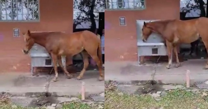 Vídeo: Cavalo é flagrado bebendo água de bebedouro da UFPI em Teresina 