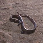 Cobra é encontrada dentro de biz de mulher em Castelo do Piauí