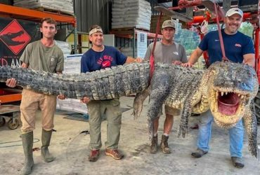 Jacaré gigante de 42 metros e 360 kg é capturado nos Estados Unidos