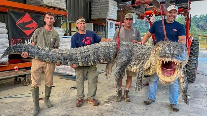 Jacaré gigante de 42 metros e 360 kg é capturado nos Estados Unidos