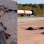 Vídeo: Mais de 20 bodes e cabras morrem após supostamente serem envenenados em Altos