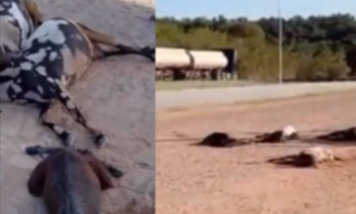 Vídeo: Mais de 20 bodes e cabras morrem após supostamente serem envenenados em Altos