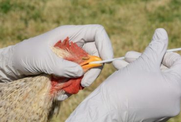 Sesapi descarta 1° caso suspeito de gripe aviária no Piauí