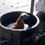 Cachorro toma banho dentro de manilha durante onda de calor em Teresina