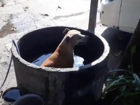 Cachorro toma banho dentro de manilha durante onda de calor em Teresina