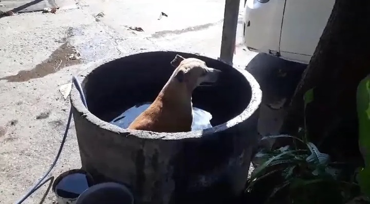 Cachorro toma banho dentro de manilha durante onda de calor em Teresina