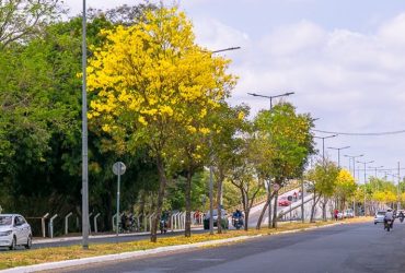 Ipês começam a colorir as ruas por todo o estado do Piauí