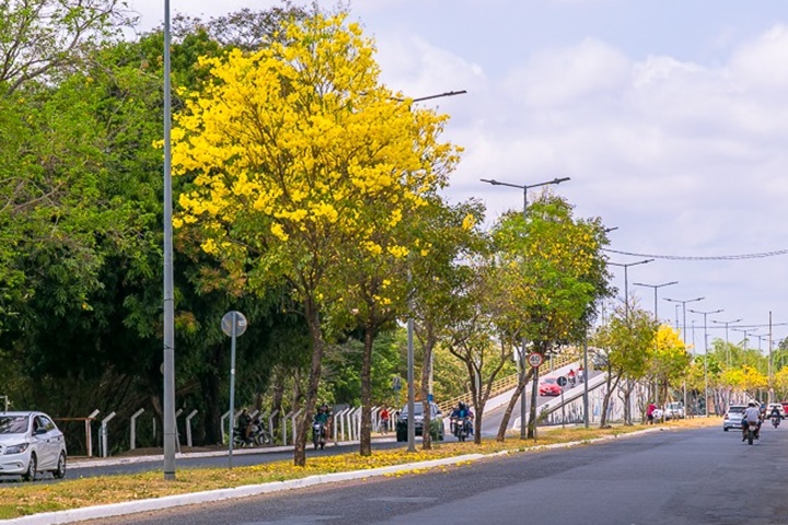 Ipês começam a colorir as ruas por todo o estado do Piauí