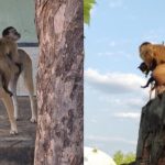 Macaco é flagrado raptando filhotes de gato e cachorro no Piauí