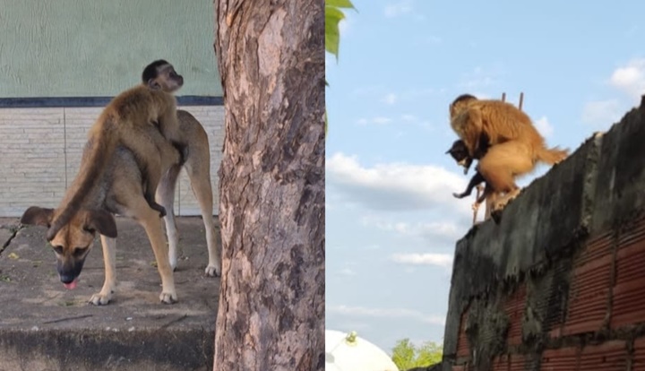 Macaco é flagrado raptando filhotes de gato e cachorro no Piauí