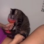 Servidora é demitida após divulgar filmagens de amiga dando vodka a gato
