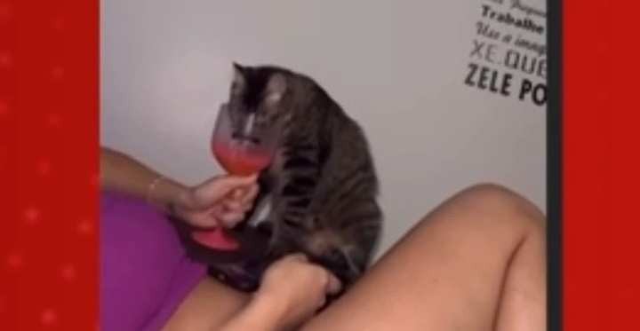 Servidora é demitida após divulgar filmagens de amiga dando vodka a gato