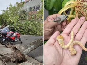 Inseto que derruba árvores preocupa autoridades em Fortaleza