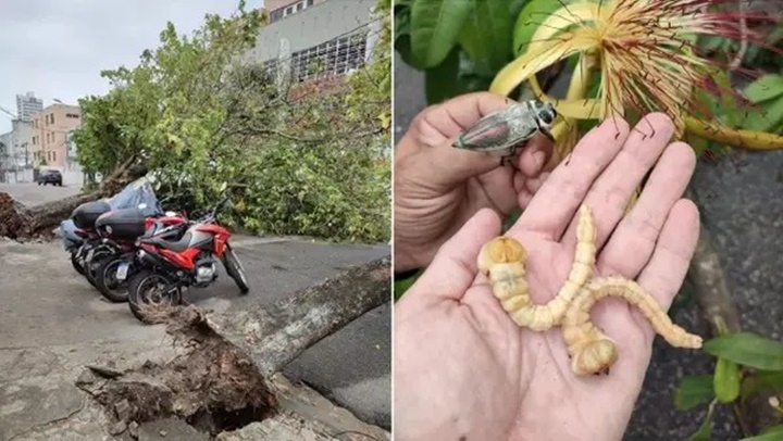 Inseto que derruba árvores preocupa autoridades em Fortaleza