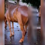 Jovens são presos após introduzir cabo de metal no ânus de cavalo