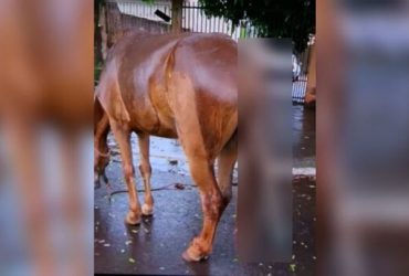 Jovens são presos após introduzir cabo de metal no ânus de cavalo