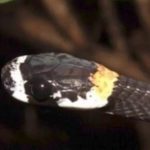 Vídeo: Cobra cantora é encontrada por cientistas na Amazônia