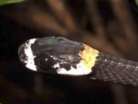 Vídeo: Cobra cantora é encontrada por cientistas na Amazônia