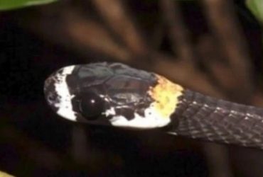Vídeo: Cobra cantora é encontrada por cientistas na Amazônia