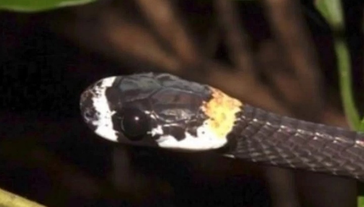 Vídeo: Cobra cantora é encontrada por cientistas na Amazônia 