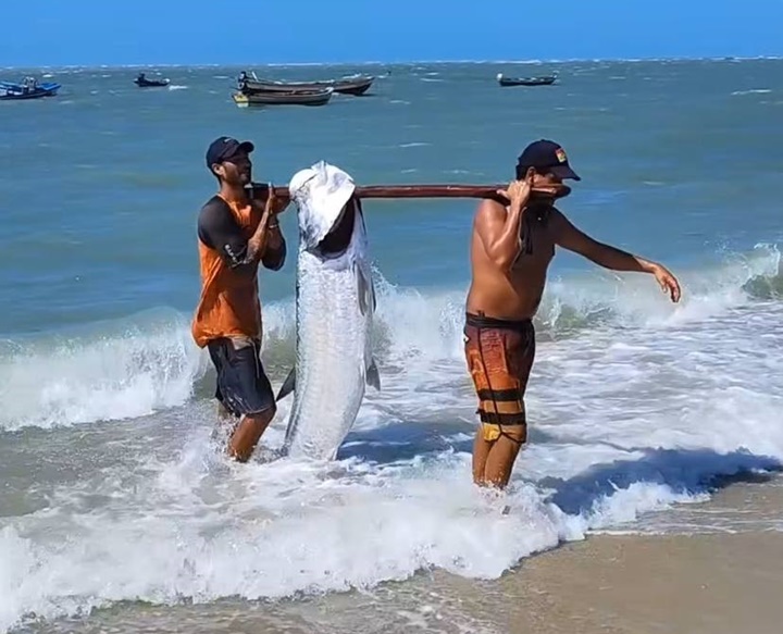 Vídeo: Pescadores pescam peixe gigante no Piauí