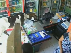 Vídeo: Vaca com calor invade mercado com ar-condicionado em Fortaleza