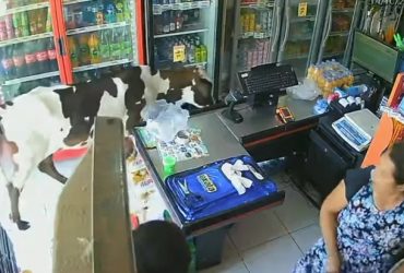 Vídeo: Vaca com calor invade mercado com ar-condicionado em Fortaleza
