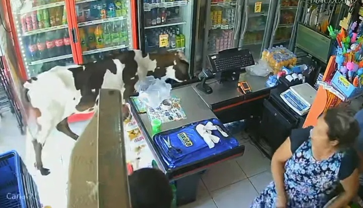 Vídeo: Vaca com calor invade mercado com ar-condicionado em Fortaleza 