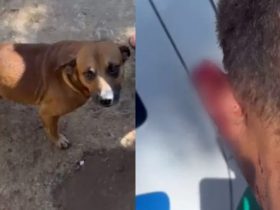 Cachorro caramelo arranca pedaço de orelha de assaltante e impede roubo em Goiás