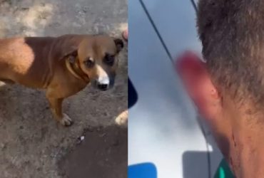 Cachorro caramelo arranca pedaço de orelha de assaltante e impede roubo em Goiás