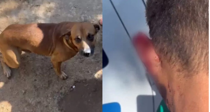 Cachorro caramelo arranca pedaço de orelha de assaltante e impede roubo em Goiás