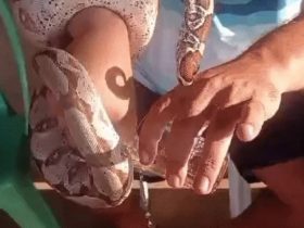 Homem é indiciado por maus tratos após viralizar dando cerveja a cobra no Piauí