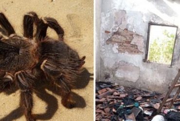 Idosa incendeia própria casa após tentar matar aranha no Piauí