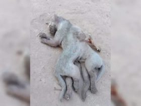 Moradores ficam espantados após gato nascer com oito patas no Piauí