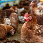 Número de galinhas são quase 4x maior que a população do Piauí, aponta IBGE