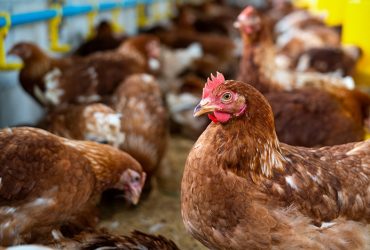 Número de galinhas são quase 4x maior que a população do Piauí, aponta IBGE