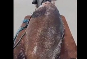 Vídeo: Peixe de 300 kg é encontrado sem vida em praia do Pará