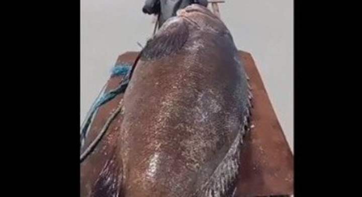 Vídeo: Peixe de 300 kg é encontrado sem vida em praia do Pará
