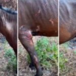 Virou caso de polícia! Cavalo é queimado vivo no Piauí e gera comoção da população