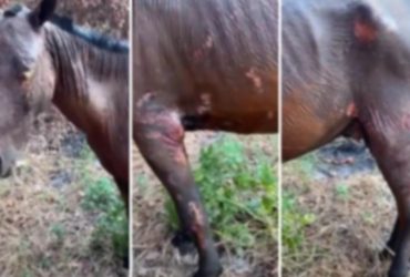 Virou caso de polícia! Cavalo é queimado vivo no Piauí e gera comoção da população